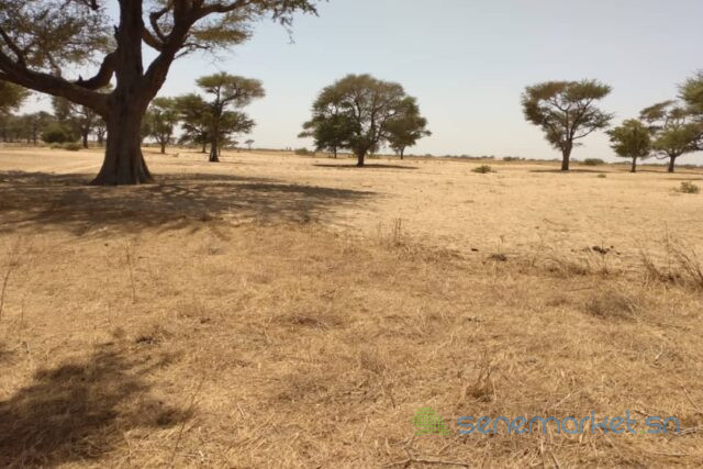 terrain-de-144-hectare-a-tassette-big-2