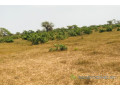 terrain-de-146-hectare-vers-koul-small-1