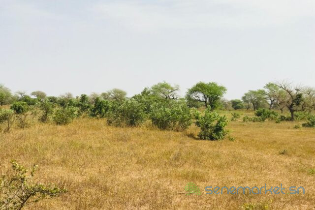 terrain-de-146-hectare-vers-koul-big-2