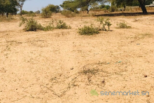 terrain-de-15-hectare-vers-ngoundiane-big-1