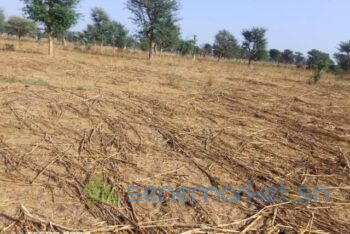 terrain-de-15-hectare-vers-notto-diobass-big-2