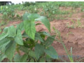 terrain-de-15-hectare-vers-sandiara-small-2
