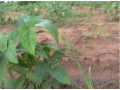terrain-de-15-hectare-vers-sandiara-small-1