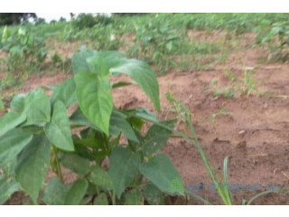 Terrain de 1,5 hectare vers Sandiara