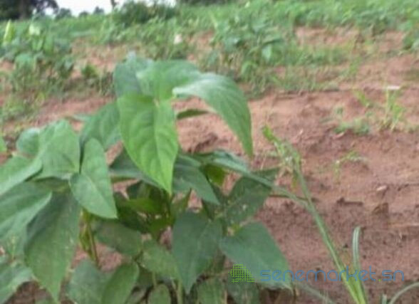 terrain-de-15-hectare-vers-sandiara-big-2