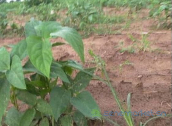 terrain-de-15-hectare-vers-sandiara-big-1