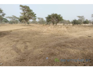 Terrain de 1,56 hectare vers Keur Samba Kane