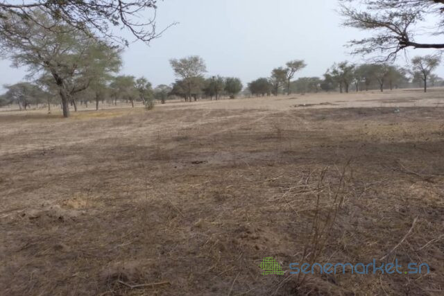 terrain-de-156-hectare-vers-keur-samba-kane-big-1
