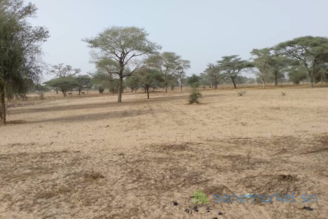 terrain-de-156-hectare-vers-keur-samba-kane-big-2