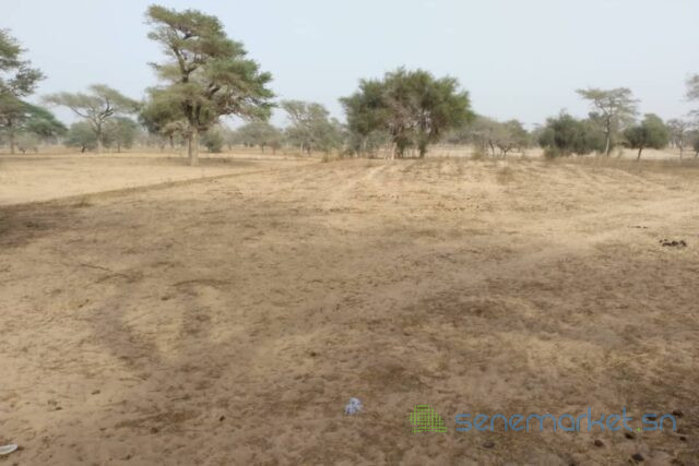 terrain-de-156-hectare-vers-keur-samba-kane-big-0