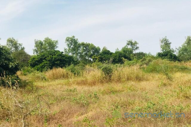 terrain-de-158-hectare-vers-bambilor-big-0