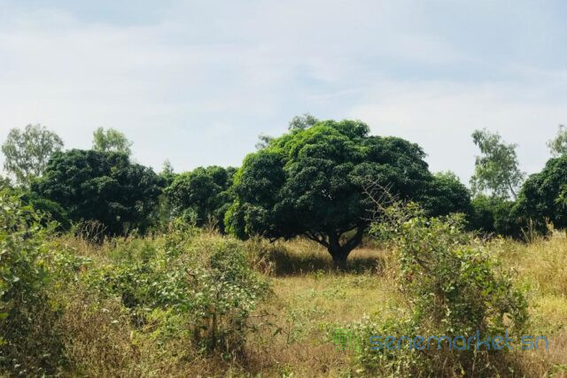 terrain-de-158-hectare-vers-bambilor-big-1