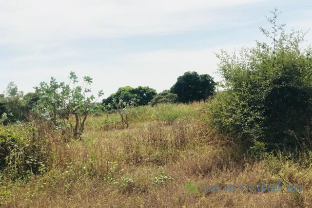 terrain-de-158-hectare-vers-bambilor-big-2