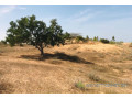 terrain-de-159-hectare-a-diokoul-diawrigne-small-1