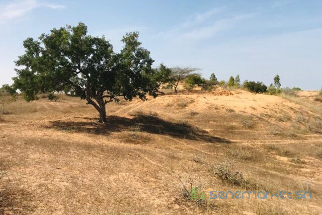 terrain-de-159-hectare-a-diokoul-diawrigne-big-1