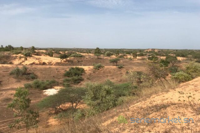 terrain-de-159-hectare-a-diokoul-diawrigne-big-2