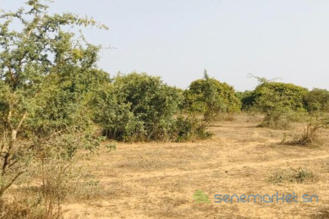 terrain-de-16-hectare-vers-diender-big-0