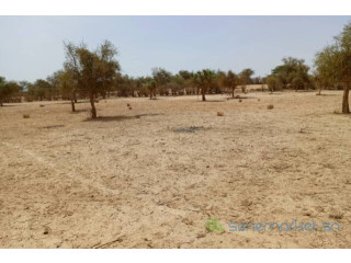 Terrain de 1,65 hectare vers Diokoul Diawrigne