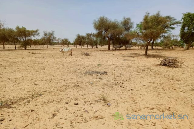 terrain-de-165-hectare-vers-diokoul-diawrigne-big-2