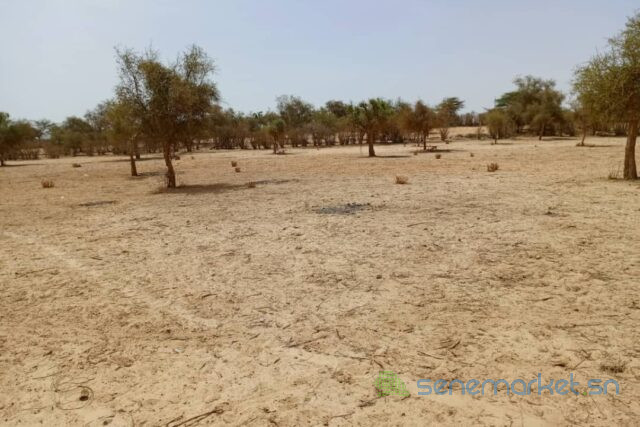 terrain-de-165-hectare-vers-diokoul-diawrigne-big-0