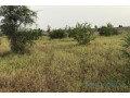 terrain-de-167-hectare-vers-dalla-ngabou-small-0