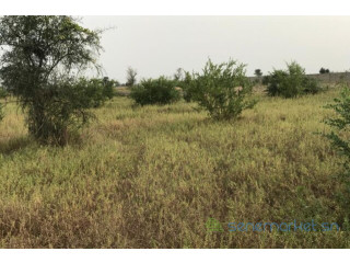Terrain de 1,67 hectare vers Dalla Ngabou