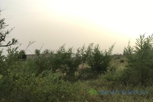 terrain-de-167-hectare-vers-dalla-ngabou-big-1