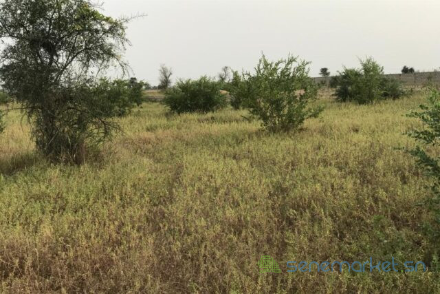 terrain-de-167-hectare-vers-dalla-ngabou-big-0