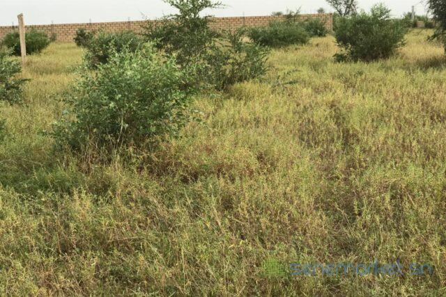 terrain-de-167-hectare-vers-dalla-ngabou-big-2