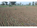 terrain-de-171-hectare-vers-sandiara-small-2