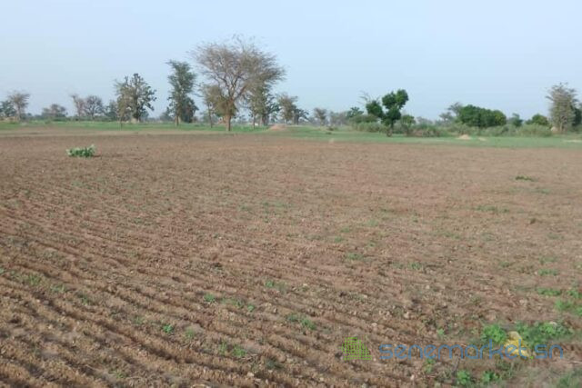 terrain-de-171-hectare-vers-sandiara-big-1