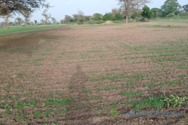 terrain-de-171-hectare-vers-sandiara-big-0