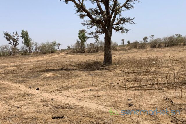 terrain-de-172-hectare-vers-notto-diobass-big-1