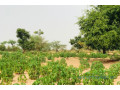 terrain-de-173-hectare-vers-meouane-small-0