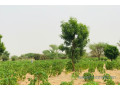 terrain-de-173-hectare-vers-meouane-small-1