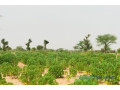 terrain-de-173-hectare-vers-meouane-small-2