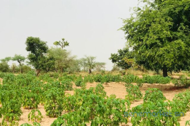 terrain-de-173-hectare-vers-meouane-big-0