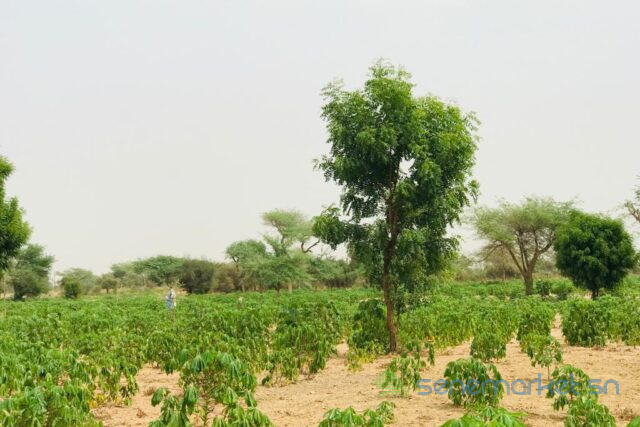 terrain-de-173-hectare-vers-meouane-big-1