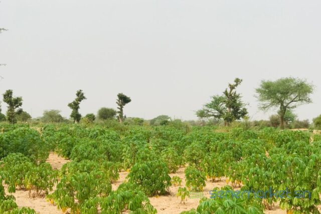 terrain-de-173-hectare-vers-meouane-big-2