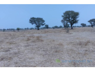 Terrain de 1,73 hectare vers Niakhar