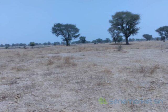 terrain-de-173-hectare-vers-niakhar-big-0