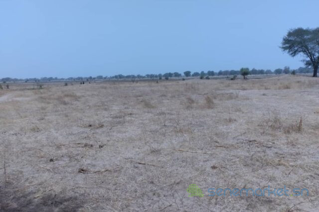 terrain-de-173-hectare-vers-niakhar-big-1