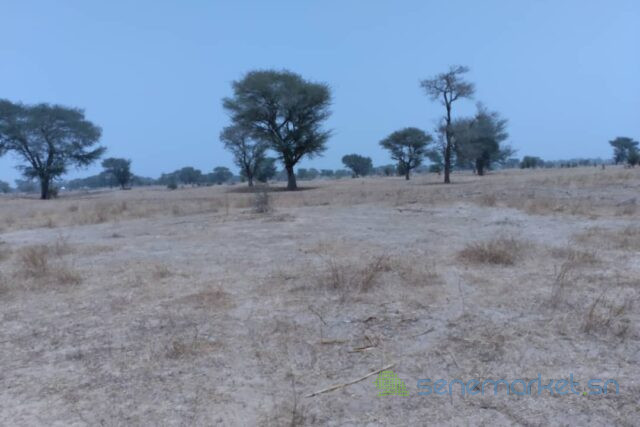 terrain-de-173-hectare-vers-niakhar-big-2