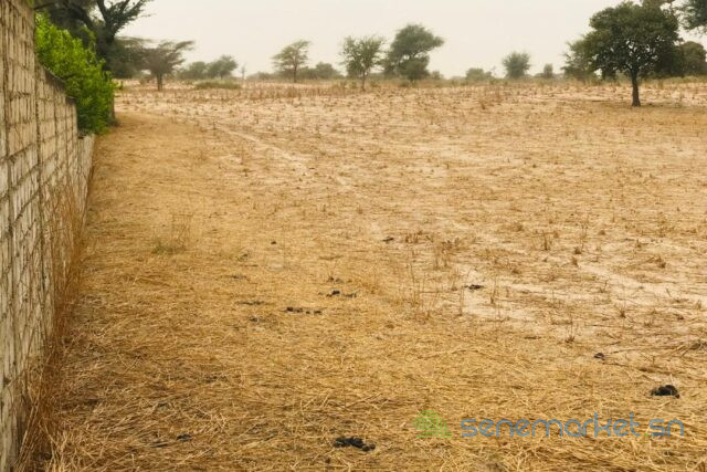 terrain-de-181-hectare-vers-keur-samba-kane-big-2