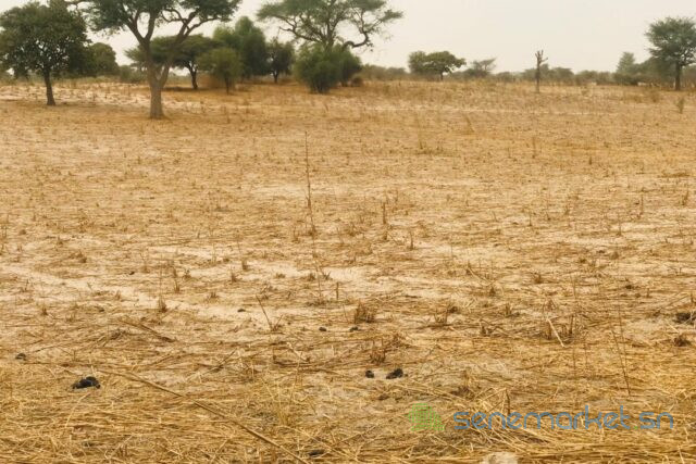 terrain-de-181-hectare-vers-keur-samba-kane-big-0