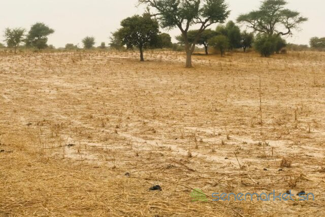 terrain-de-181-hectare-vers-keur-samba-kane-big-1