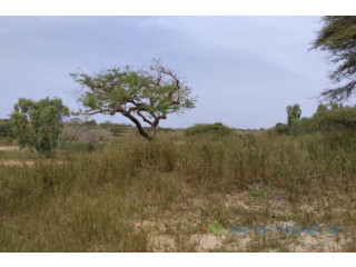 Terrain de 1,83 hectare vers Diokoul Diewrigne
