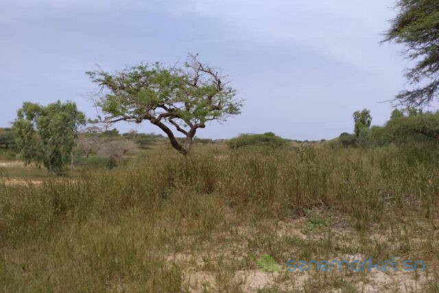 terrain-de-183-hectare-vers-diokoul-diewrigne-big-0