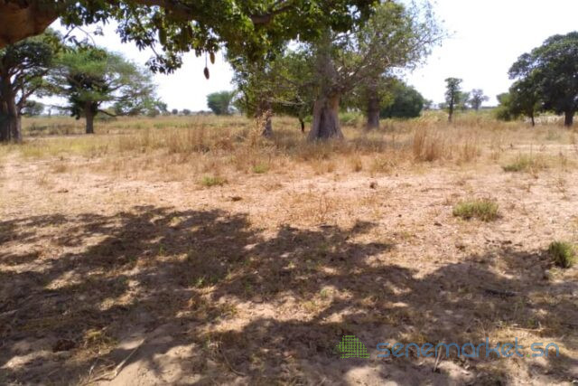 terrain-de-185-hectare-vers-tassette-big-0