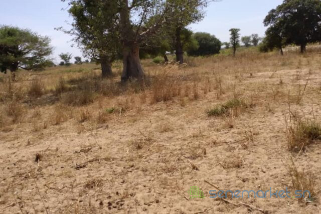 terrain-de-185-hectare-vers-tassette-big-1